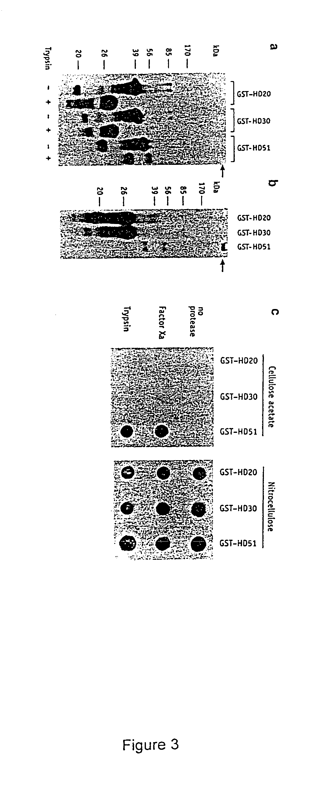 Composition and method for the detection of diseases associated with amyloid-like fibril or protein aggregate formation