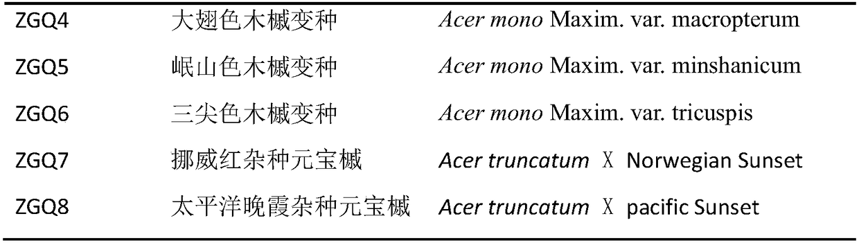 Acer platanoides variety interspecific grafting method and application thereof in preventing insect pests