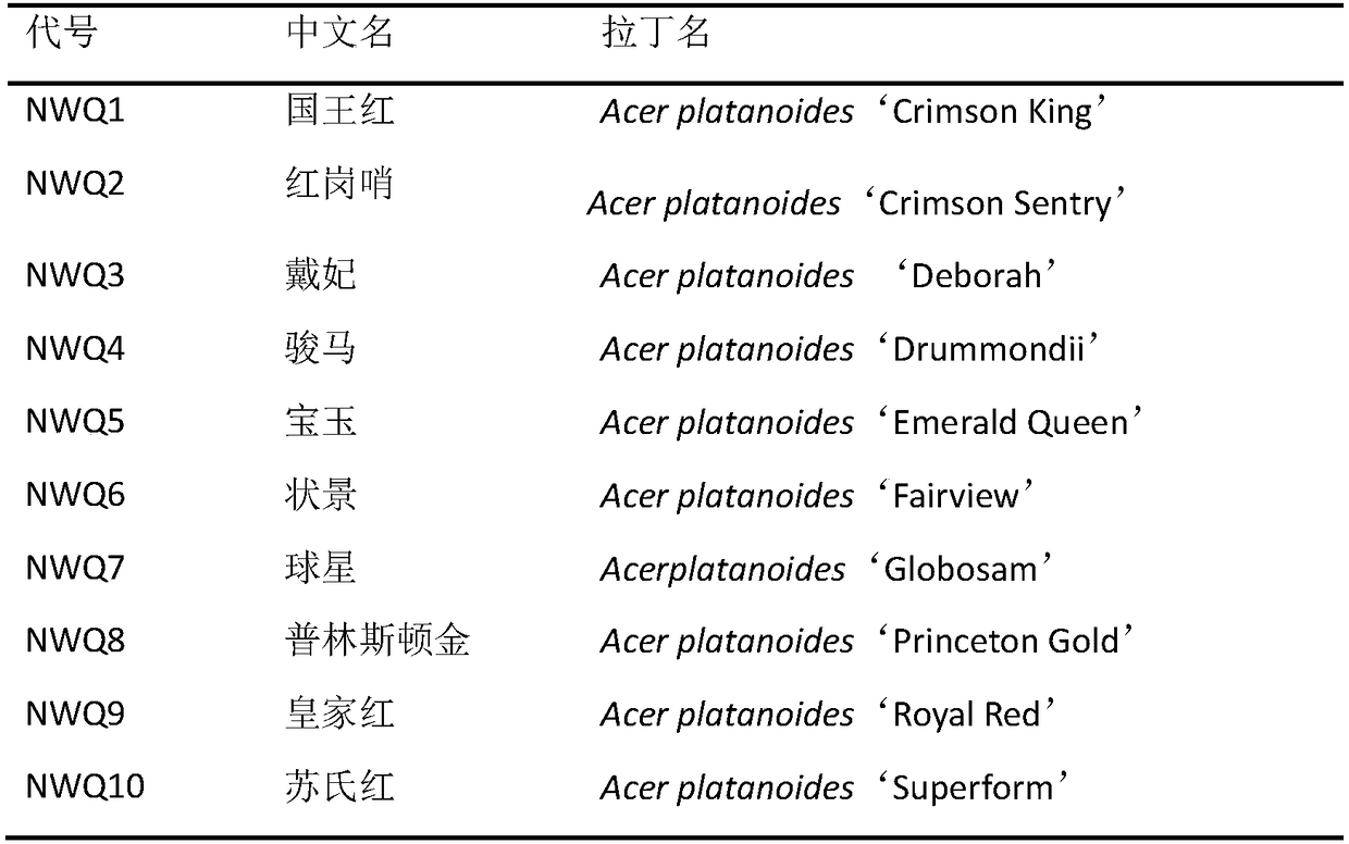 Acer platanoides variety interspecific grafting method and application thereof in preventing insect pests