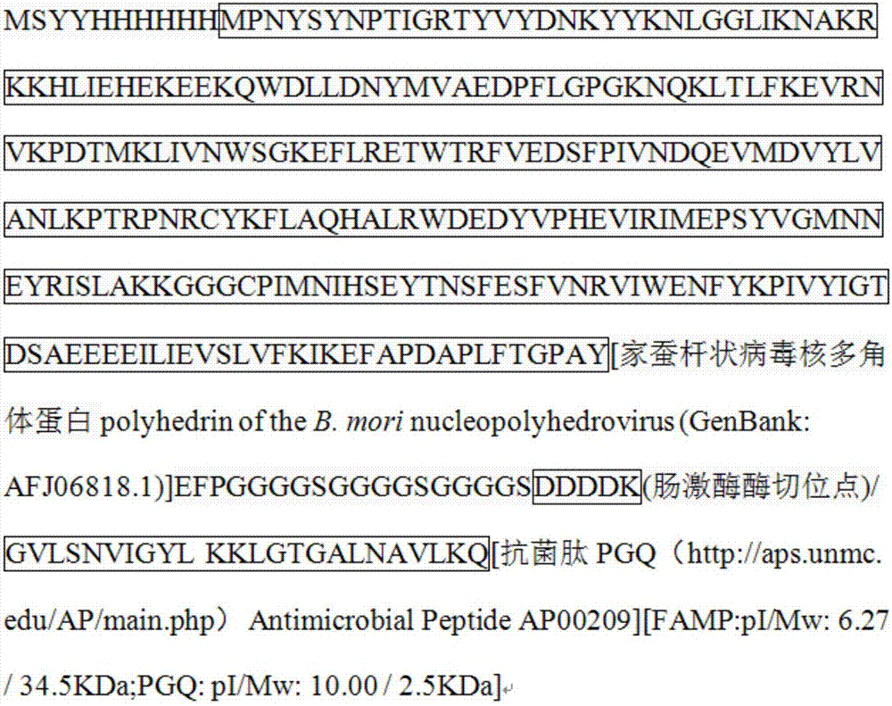 Applications of genes coding antibacterial peptides and genes fusing proteins in preparation of medicines for treating helicobacter pylori diseases