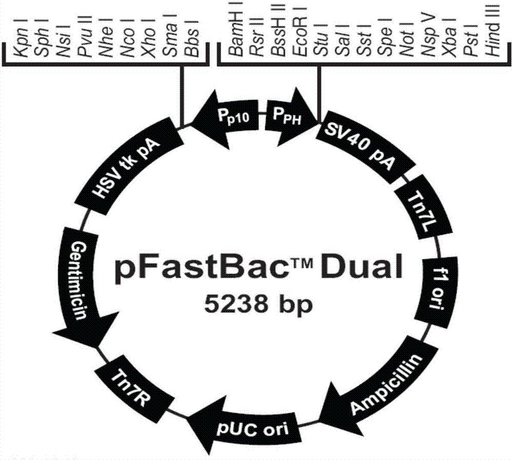 Applications of genes coding antibacterial peptides and genes fusing proteins in preparation of medicines for treating helicobacter pylori diseases