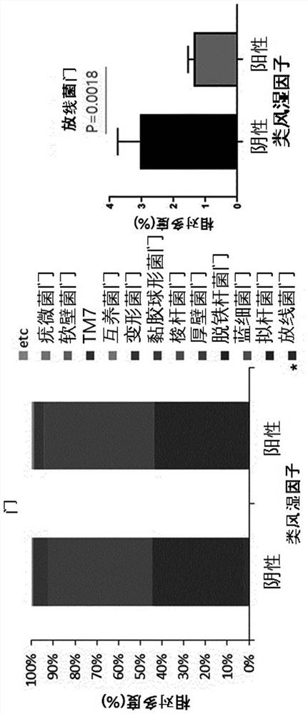 Bifidobacterium lungum rapo strain for alleviation, prevention, or treatment of rheumatoid arthritis and composition comprising same