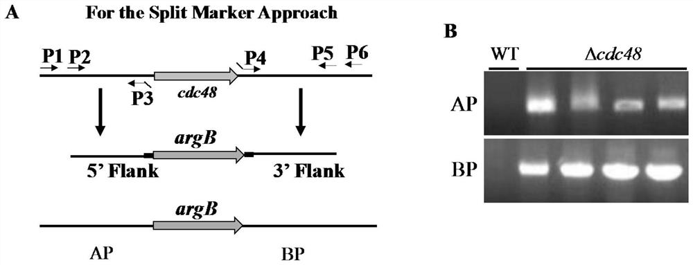 Application of aspergillus flavus pathogenic gene cdc48 in screening medicines for preventing and treating aspergillus flavus pollution