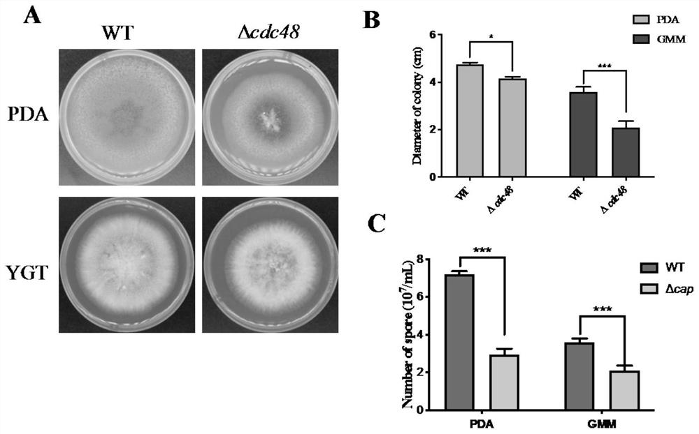 Application of aspergillus flavus pathogenic gene cdc48 in screening medicines for preventing and treating aspergillus flavus pollution