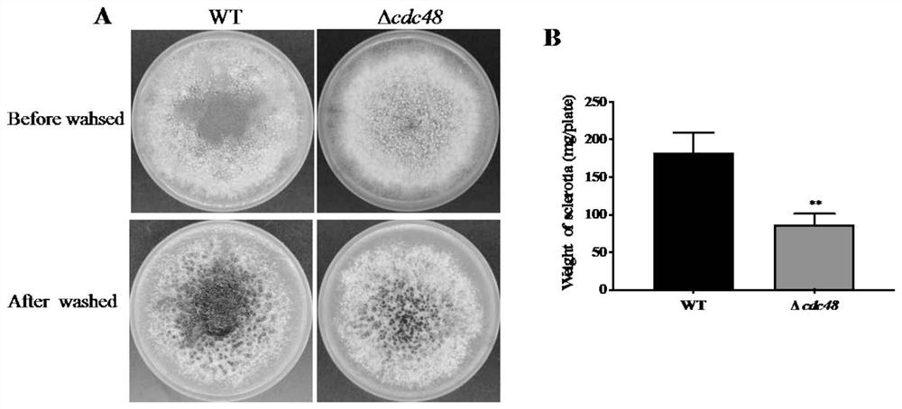 Application of aspergillus flavus pathogenic gene cdc48 in screening medicines for preventing and treating aspergillus flavus pollution