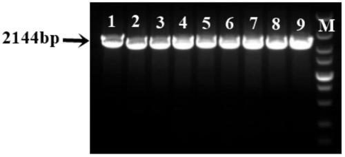 Molecular marker method of two mutation sites in the 5′ regulatory region of chicken pthlh gene and its application in chicken breeding