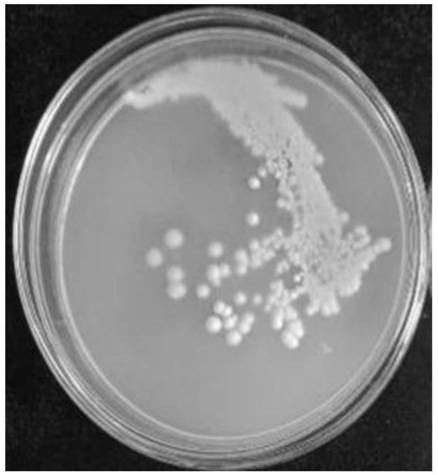 A strain of non-saccharomyces cerevisiae hsmt-1 and its application