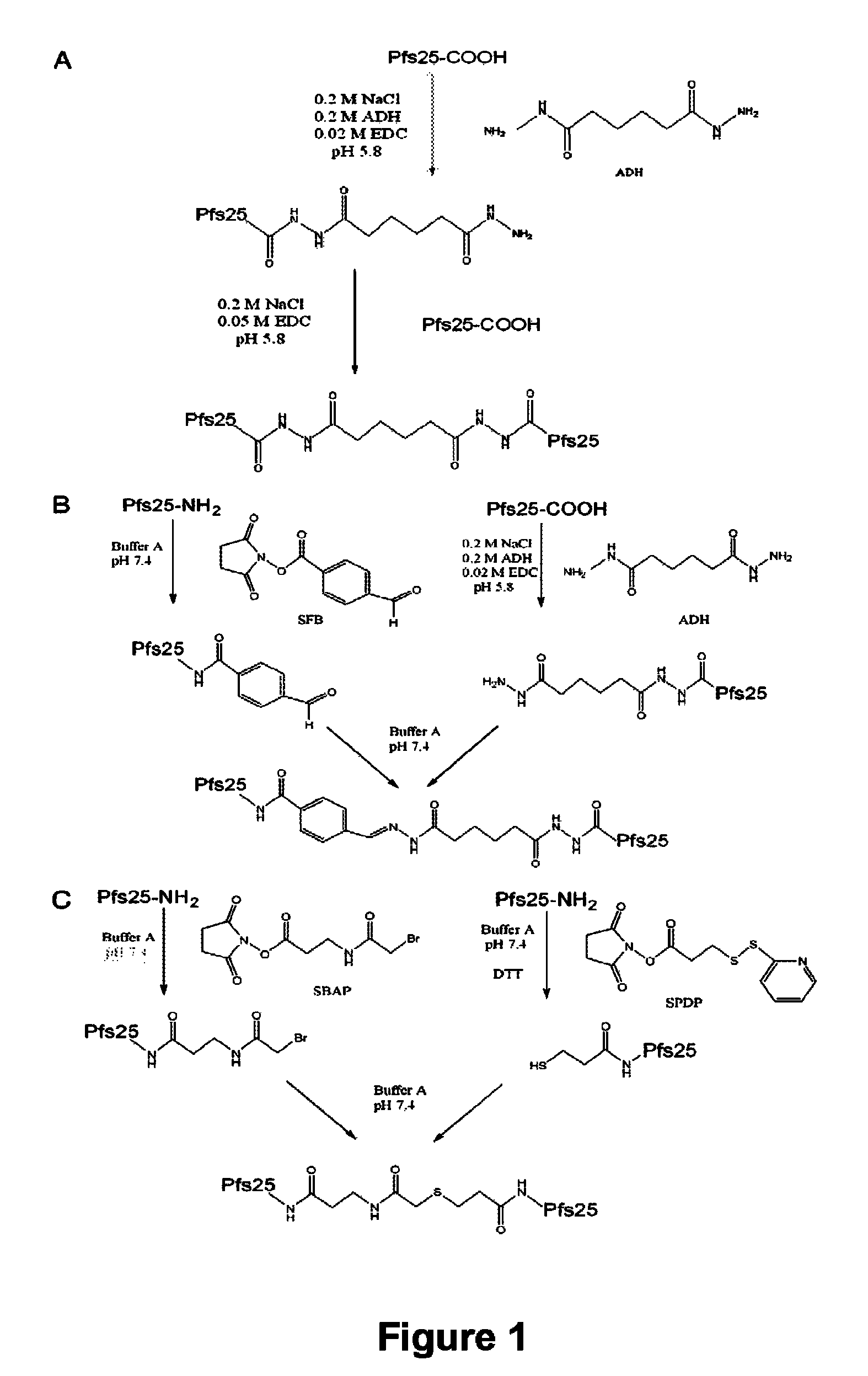 Conjugates of <i>Plasmodium falciparum </i>surface proteins as malaria vaccines