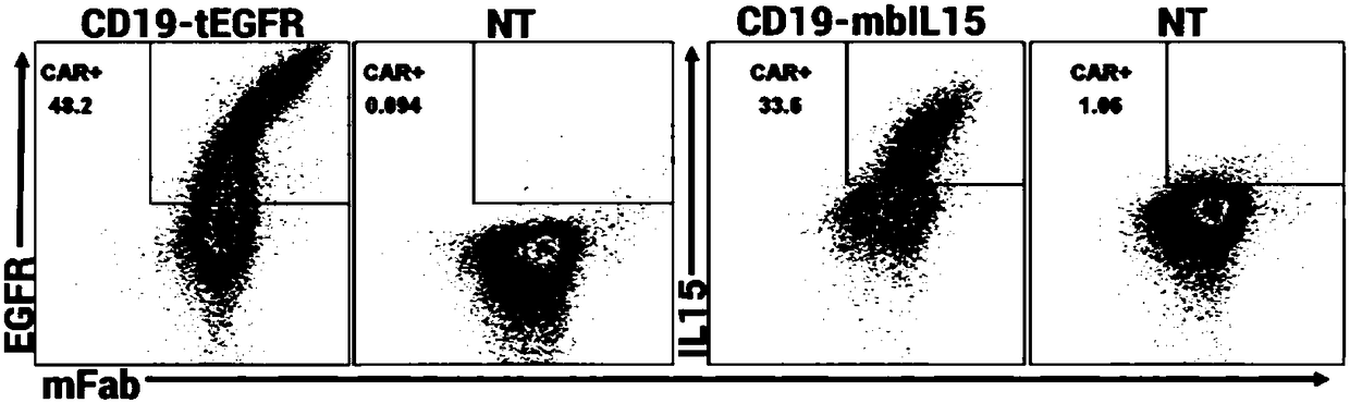 Chimeric antigen receptor of targeted CD19 as well as method and use for jointly expressing IL-15
