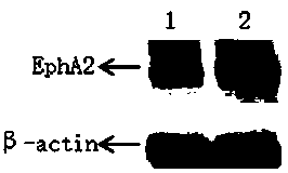 Method for constructing chicken-gene-EphA2-knocked-out cell line based on CRISPR-Cas9 editing technology