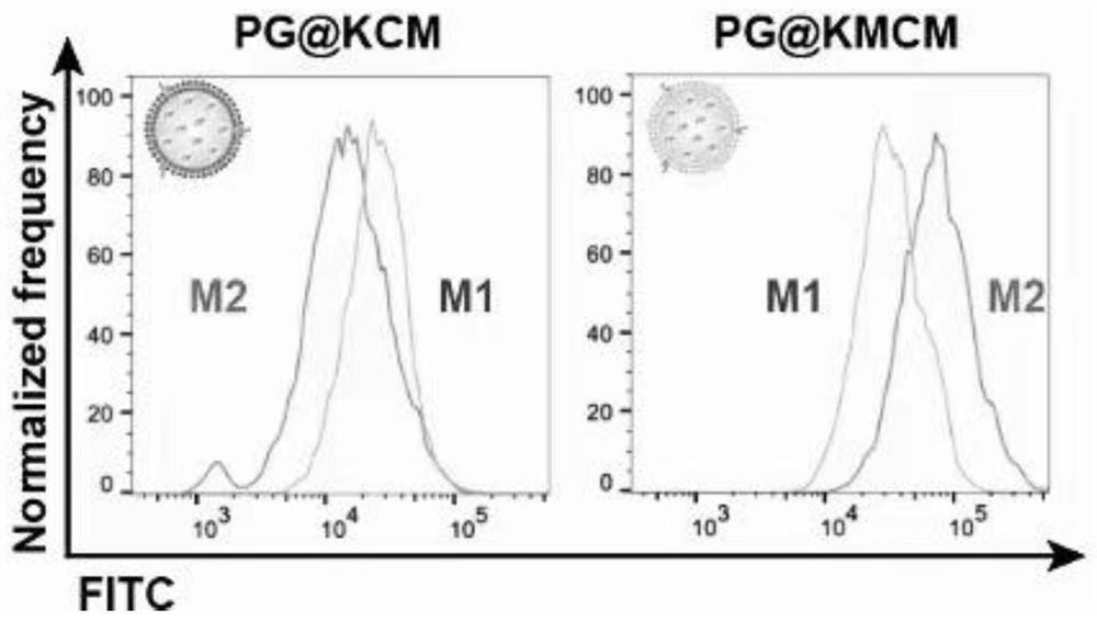 Genetically engineered cell membrane bionic nano-microsphere with pancreatic cancer microenvironment targeting and method thereof