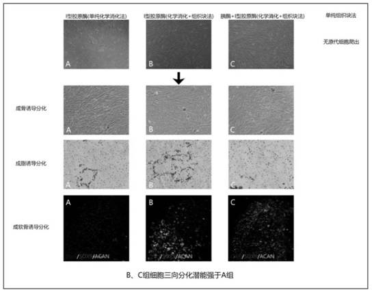 Primary isolation culture method of condylar cartilage stem cells