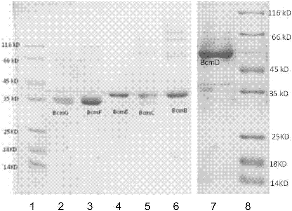 Function and application of oxidase in bicyclomycin biosynthesis
