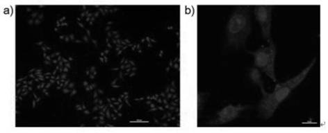 A modified carbon nano-dot with near-infrared absorption and near-infrared emission characteristics, its preparation method and application