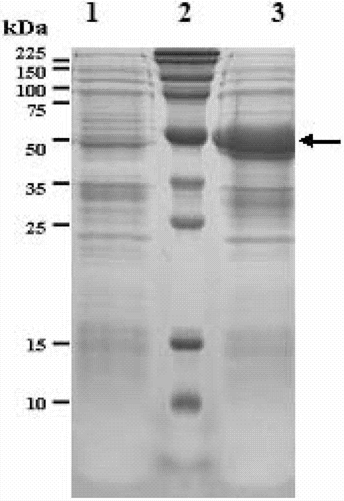 Human cytomegalo virus immunogen fusion protein as well as preparation method and usage thereof