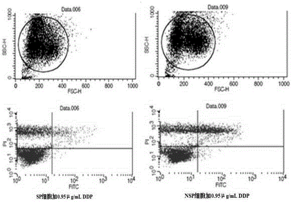 Method for predicting chemicotherapy sensitivity by using cervical carcinoma side population cell