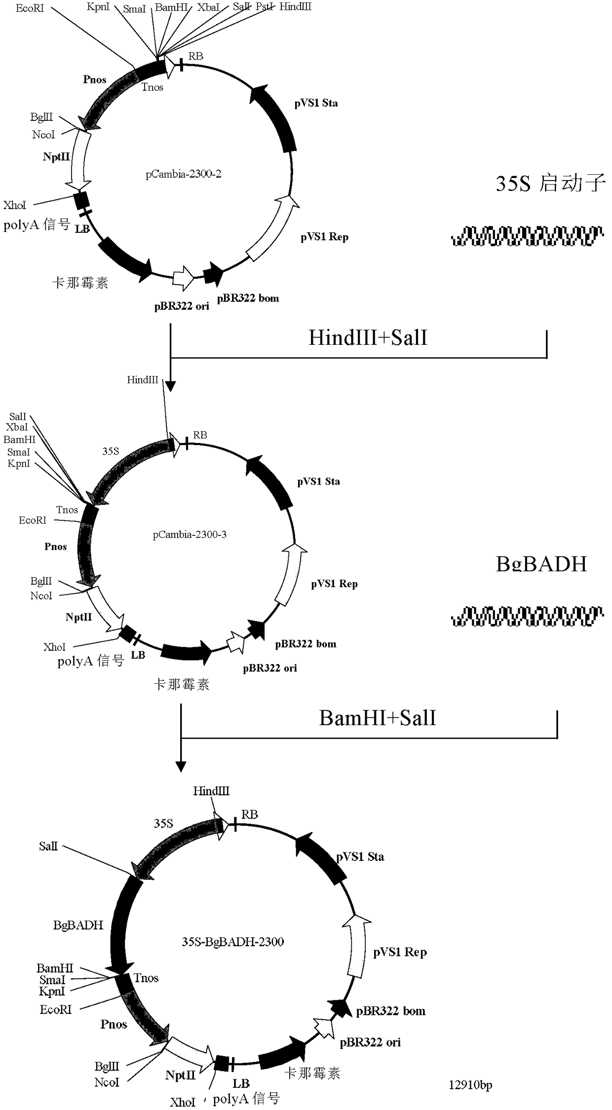 A kind of olive betaine dehydrogenase badh and its coding gene and application