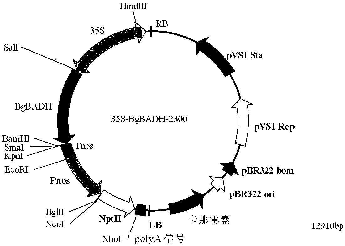 A kind of olive betaine dehydrogenase badh and its coding gene and application