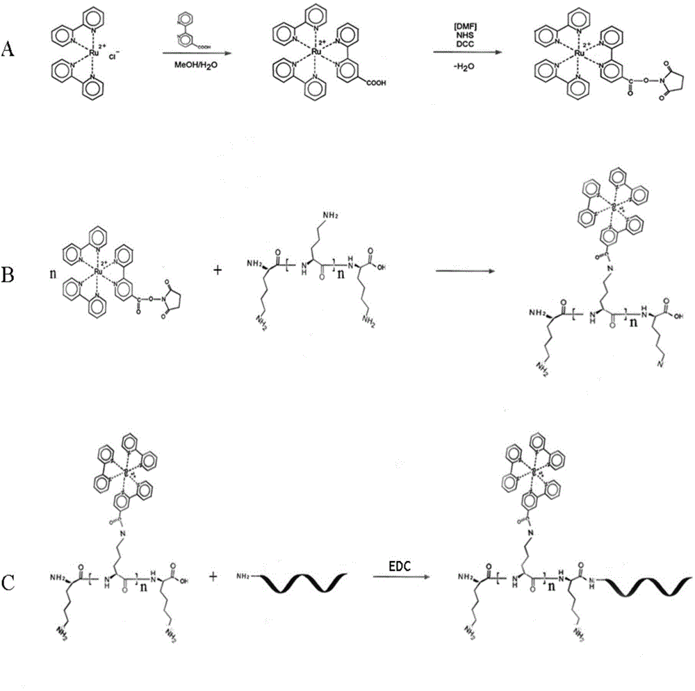 Nucleic acid detection method based on polymer electrochemiluminescence signal amplification technology