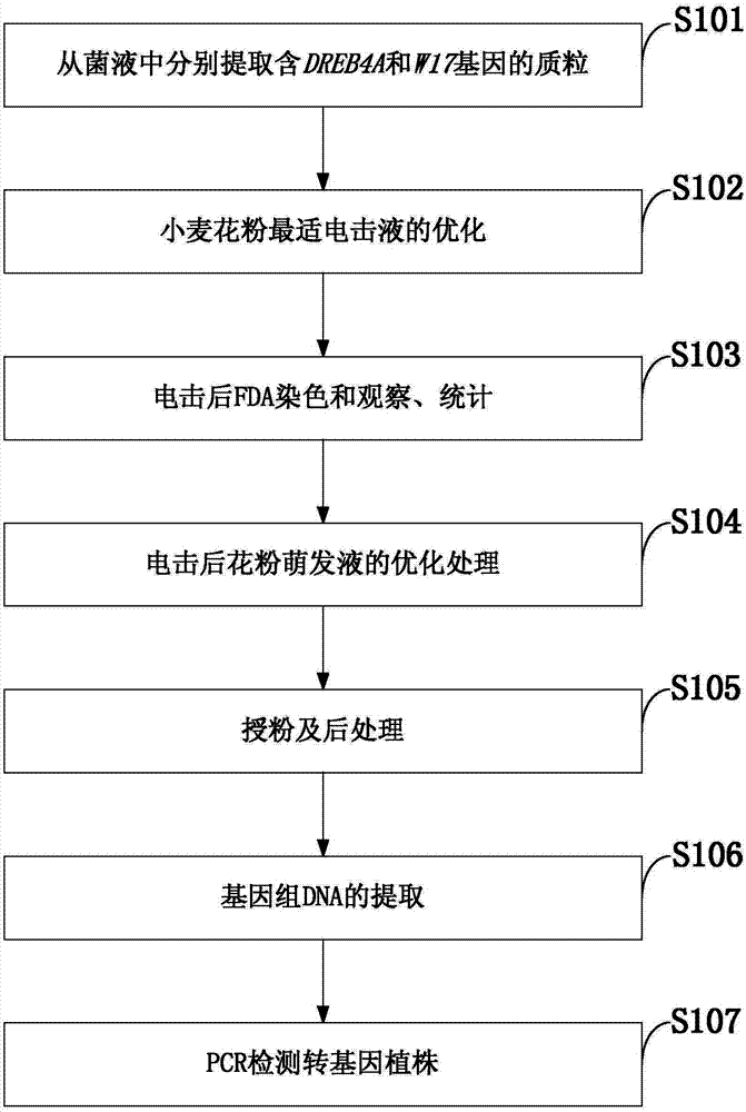 Optimization method of wheat pollen cell electric-shock-method transformation system and application of optimization method
