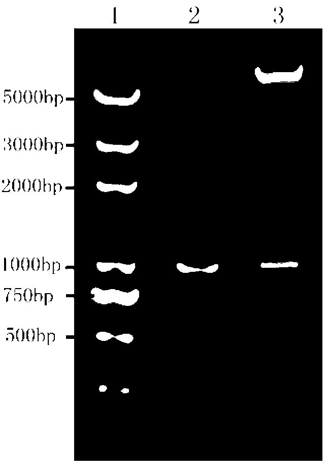 Indirect ELISA (enzyme linked immunosorbent assay) detection method for escherichia coli OmpT (Outer-membrane protease T) antibody