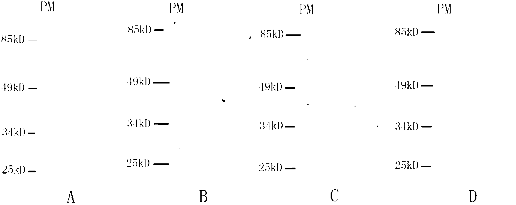 Indirect ELISA (enzyme linked immunosorbent assay) detection method for escherichia coli OmpT (Outer-membrane protease T) antibody