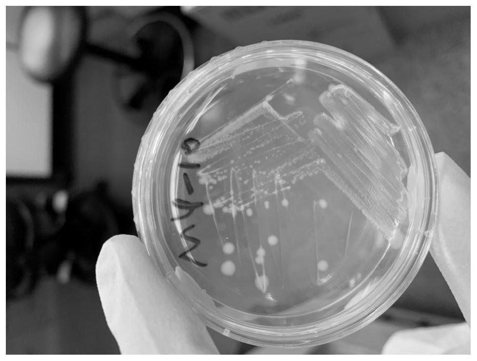 Microbial culture medium and separation method of Rujgera