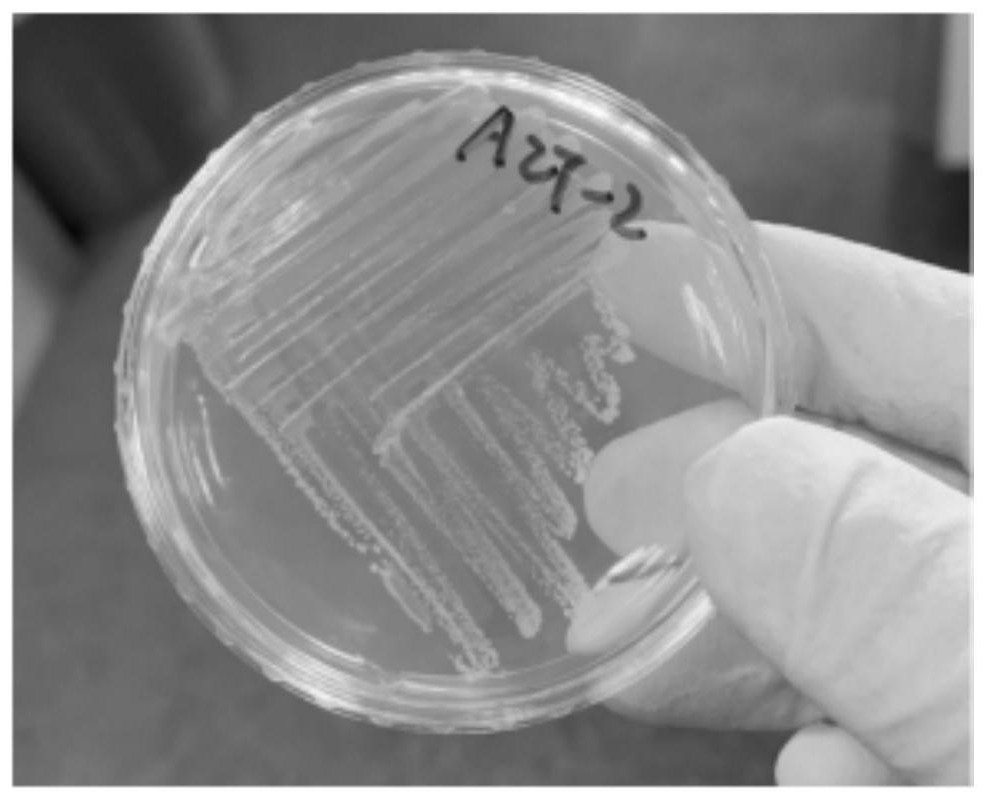 Microbial culture medium and separation method of Rujgera