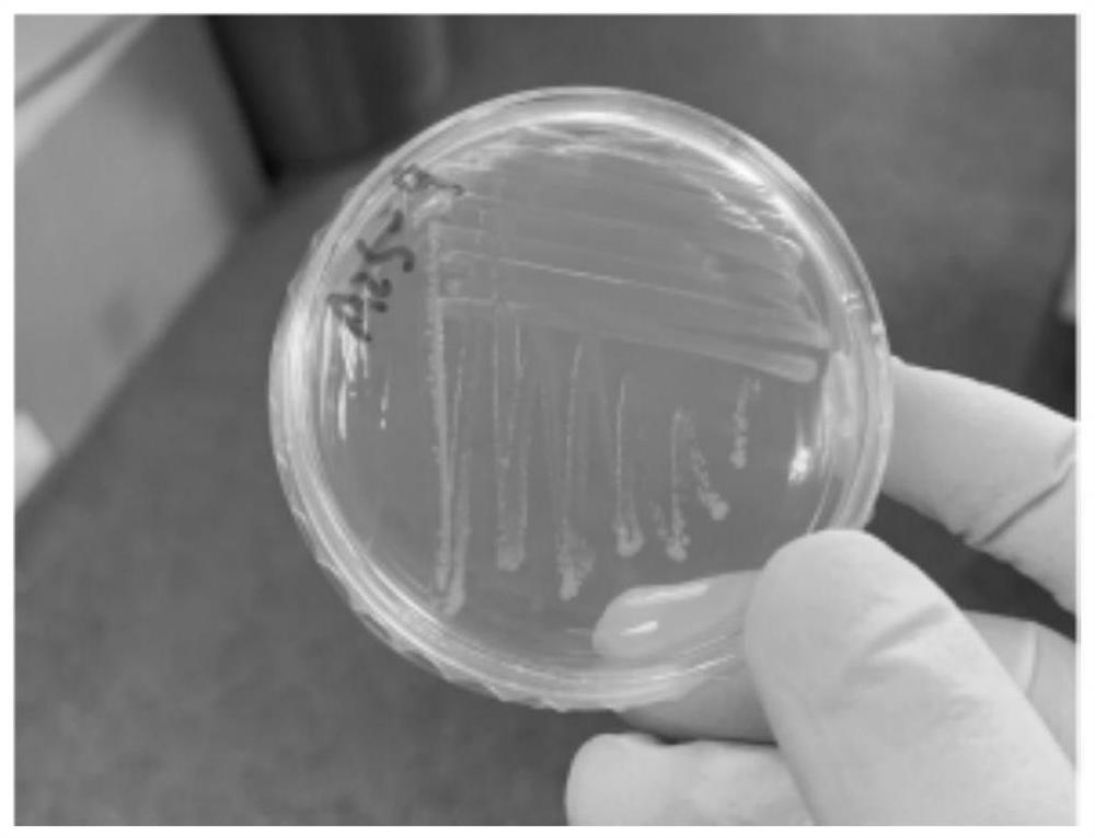 Microbial culture medium and separation method of Rujgera