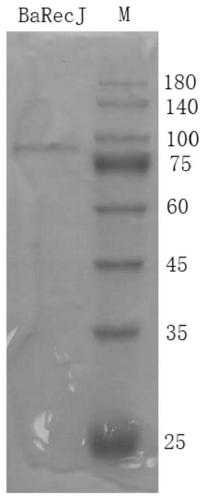 RecJ protein guided with DNA guide and having nucleic acid incision enzyme activity and application of RecJ protein to gene editing