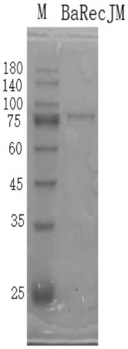 RecJ protein guided with DNA guide and having nucleic acid incision enzyme activity and application of RecJ protein to gene editing