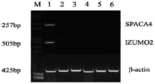 A sperm protein marker izumo2 closely related to the reproductive performance of breeding boars and its application