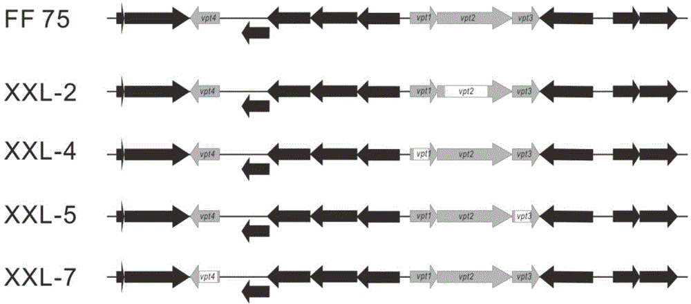 DNA (deoxyribonucleic acid) phosphorothioation modifier gene cluster