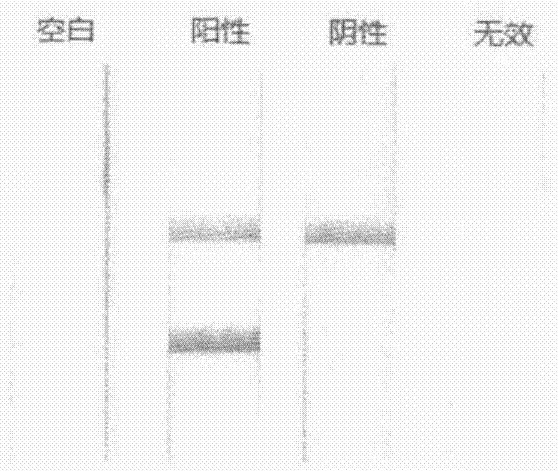 Preparation method and application of nucleic acid lateral flow test strip for detecting listeria monocytogenes