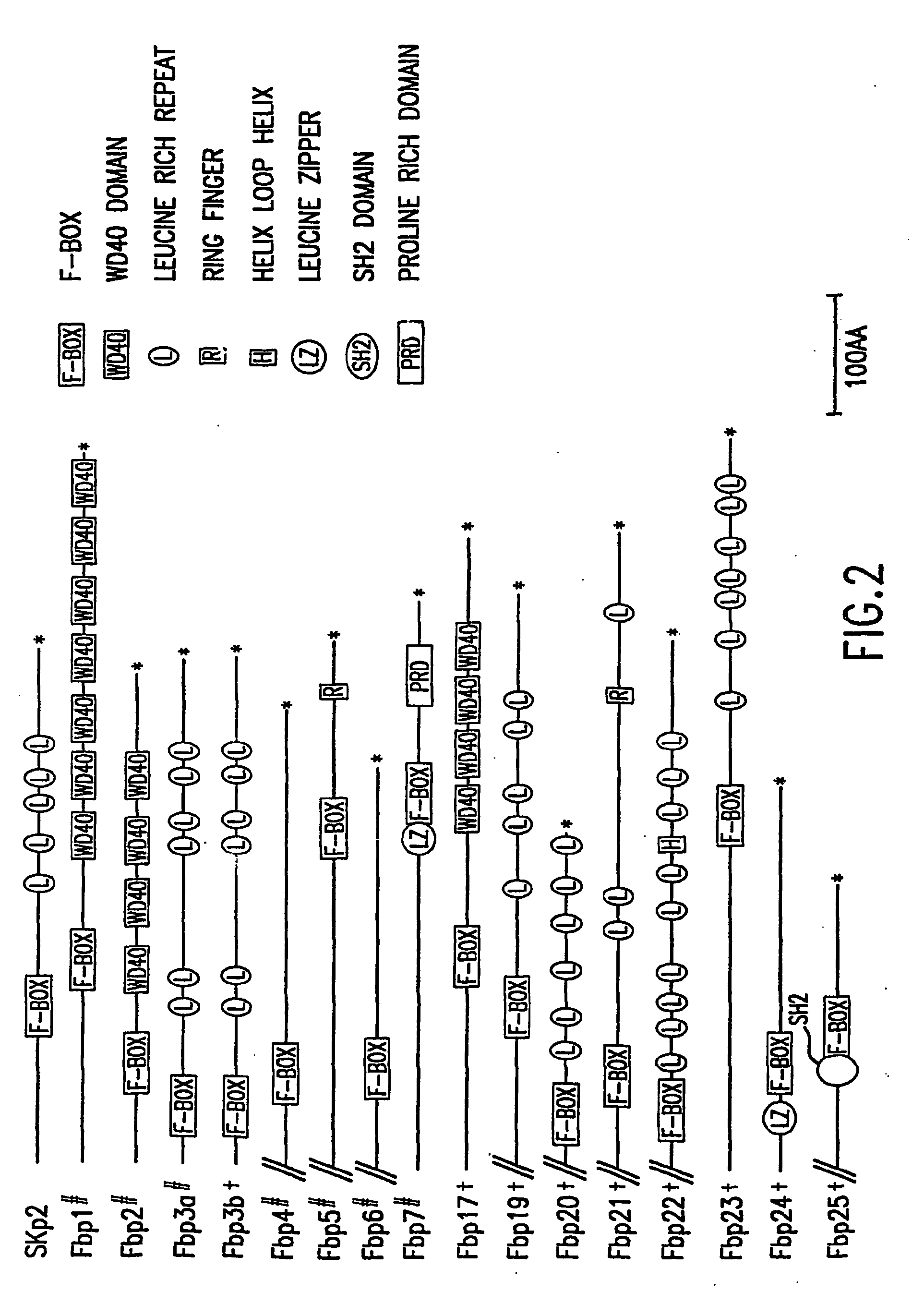 Methods to identify compounds useful for the treatment of proliferative and differentiative disorders