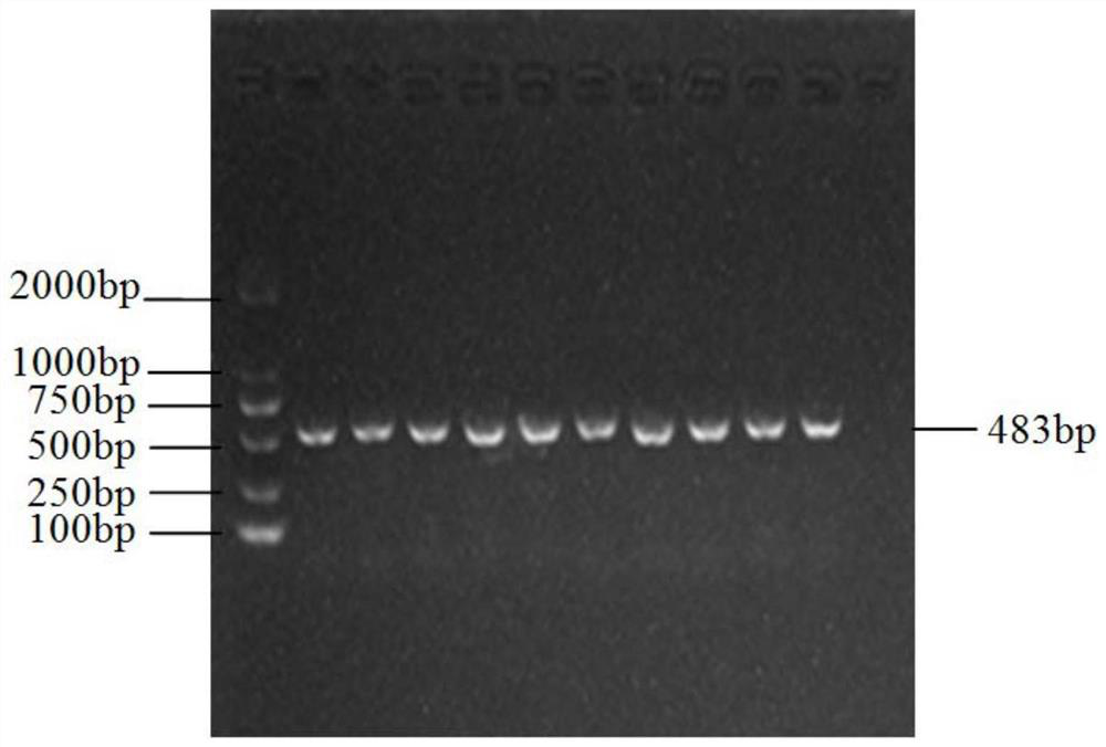 A kind of method and application of detecting single nucleotide polymorphism of sheep lipe gene