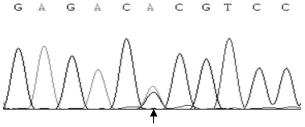 A kind of method and application of detecting single nucleotide polymorphism of sheep lipe gene