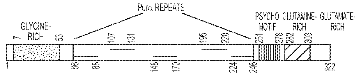 Family of synthetic polynucleotide-binding peptides and uses thereof