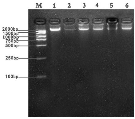 A method for identifying white and its admixtures and pcr-specific identification primers