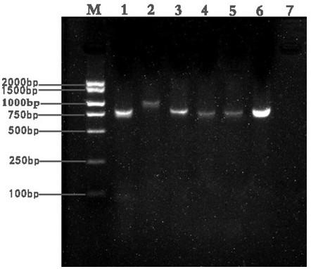 A method for identifying white and its admixtures and pcr-specific identification primers