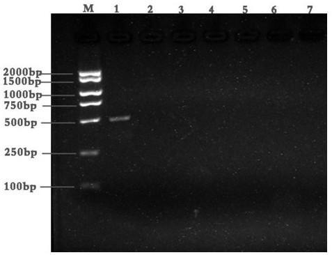 A method for identifying white and its admixtures and pcr-specific identification primers