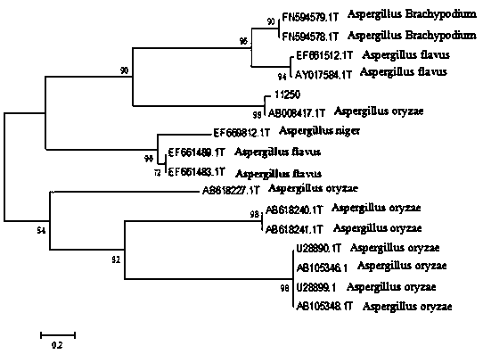 A kind of aspergillus oryzae and application thereof