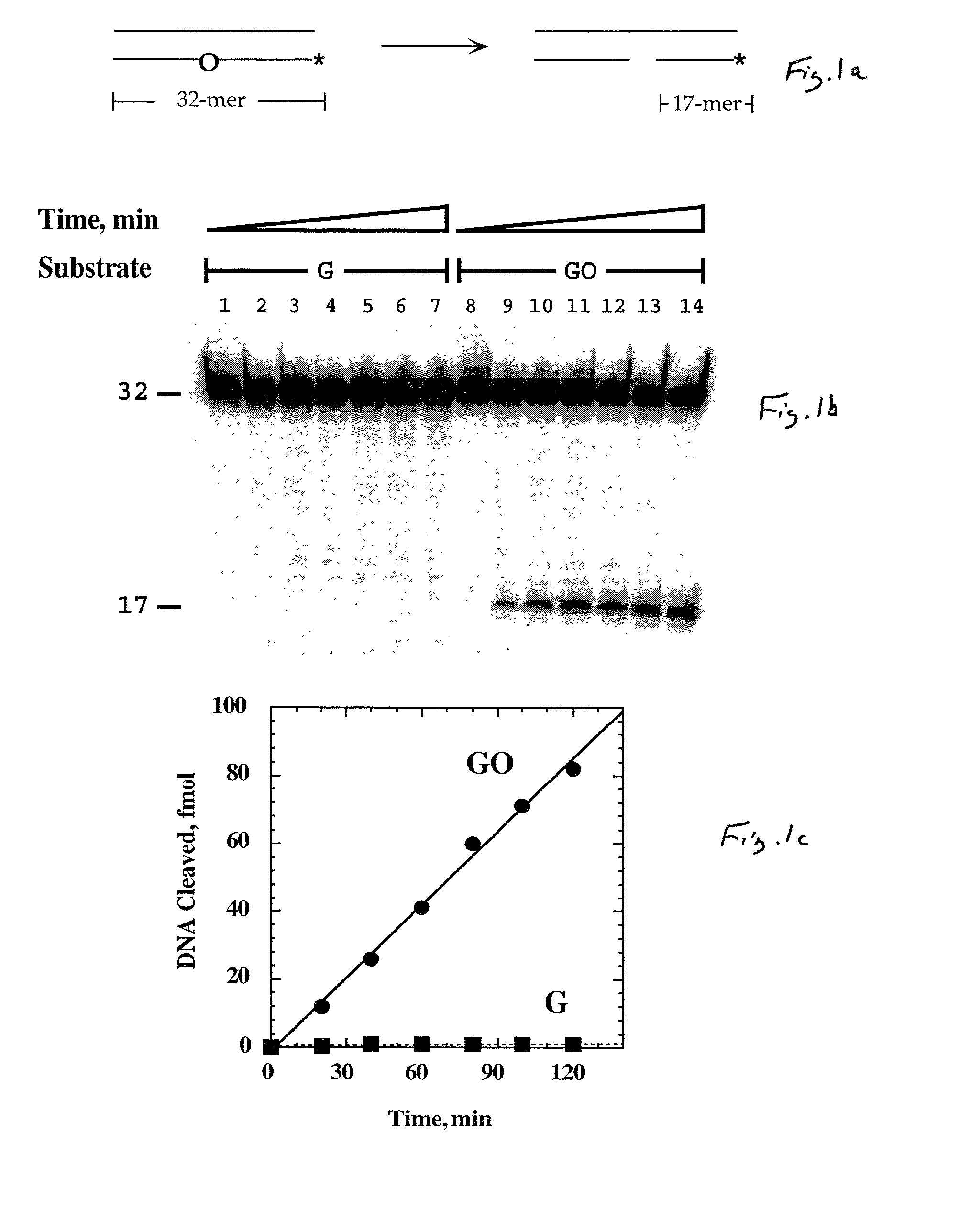 Methods and kits for determining a risk to develop cancer, for evaluating an effectiveness and dosage of cancer therapy and for correlating between an activity of a DNA repair enzyme and a cancer