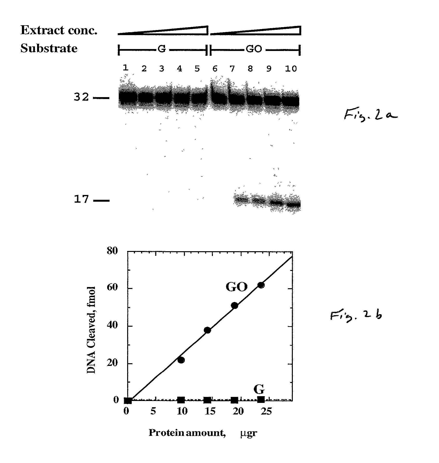 Methods and kits for determining a risk to develop cancer, for evaluating an effectiveness and dosage of cancer therapy and for correlating between an activity of a DNA repair enzyme and a cancer