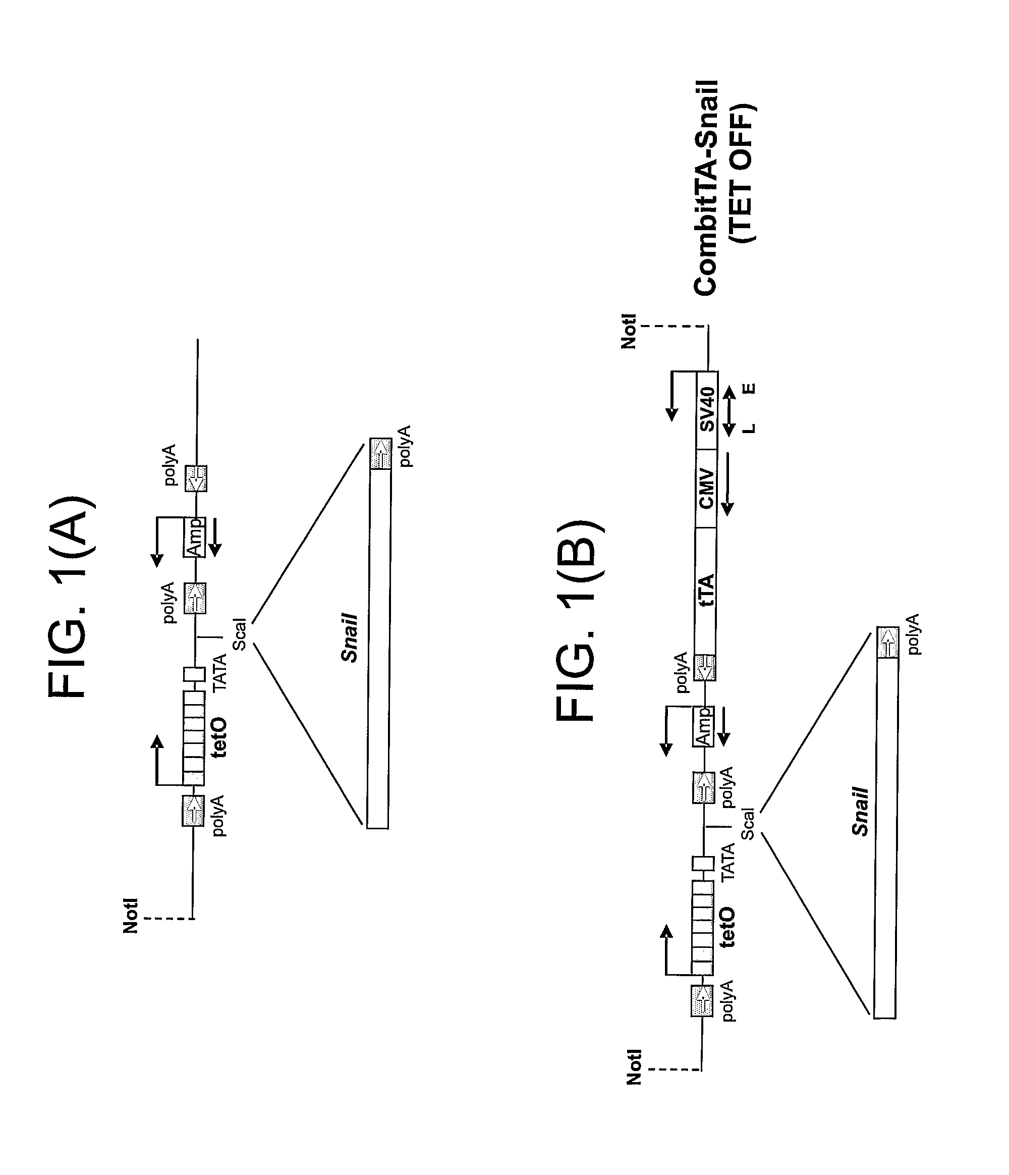 Graded Expression of Snail as Marker of Cancer Development and DNA Damage-Based Diseases