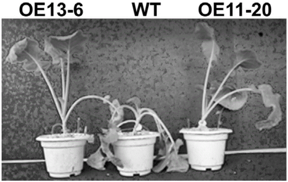 Application of pldα1 Gene in Increasing Drought Resistance and Seed Yield of Plants