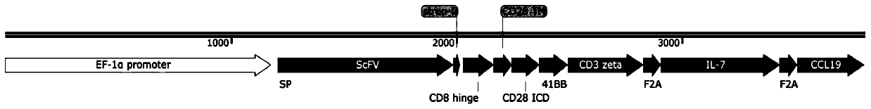 Chimeric antigen receptor taking TCR[gamma][delta] as target, and application of chimeric antigen receptor
