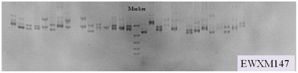 Primer group, marking method and application of EST-SSR (Expressed Sequence Tag-Simple Sequence Repeats) molecular marker of macrobrachium nipponense