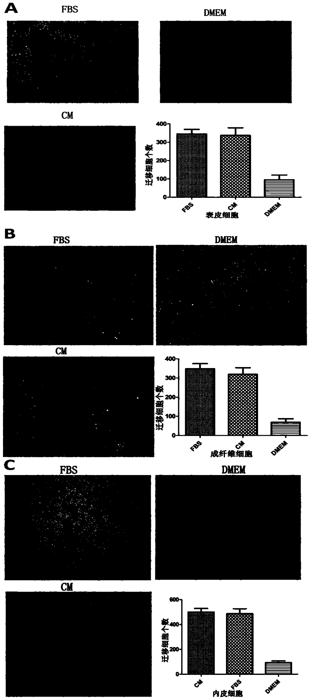 Freeze-viable amnion microparticles loaded with amnion intrinsic stem cells and their conditioned medium and application