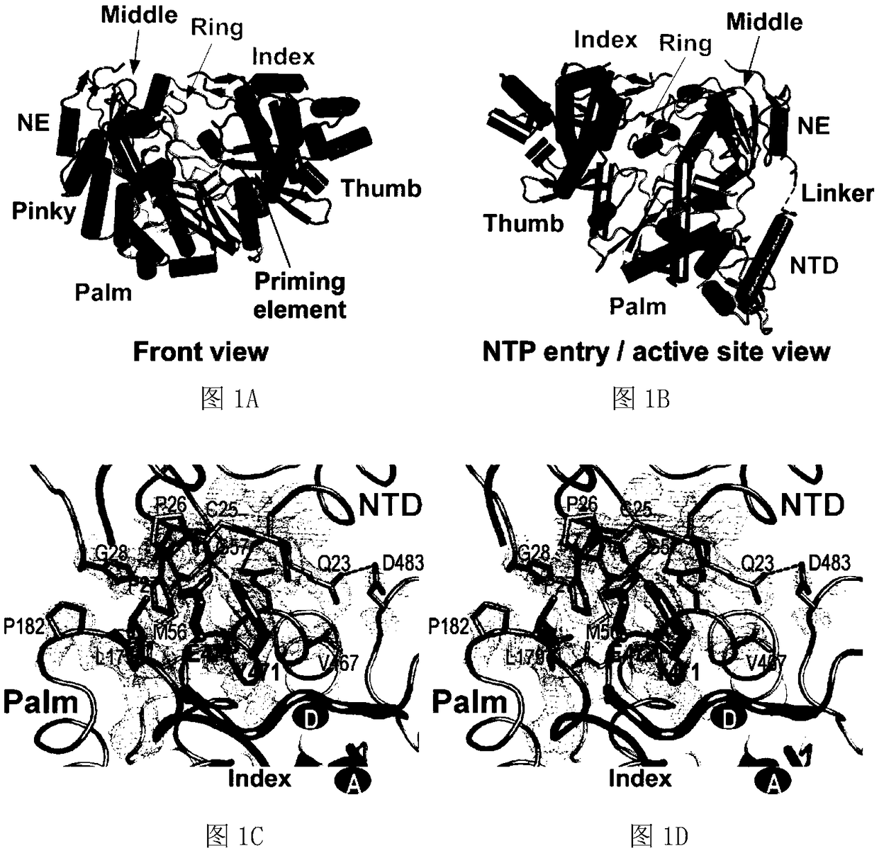 Hog cholera virus NS5B protein fidelity mutant and application thereof
